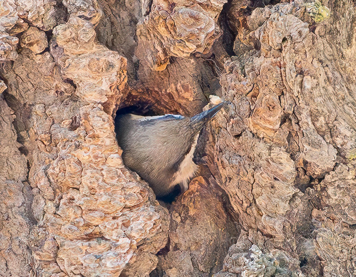 Pygmy Nuthatch - ML620570605