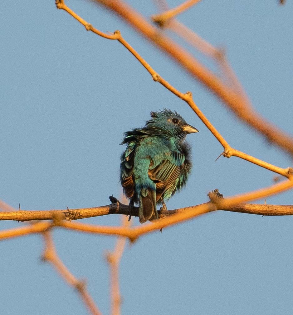 Indigo Bunting - ML620570608