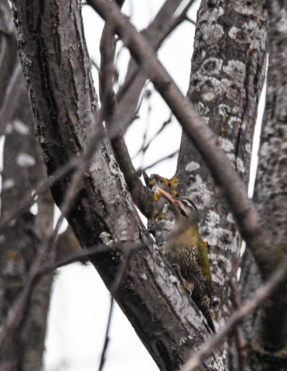 Scaly-bellied Woodpecker - ML620570612