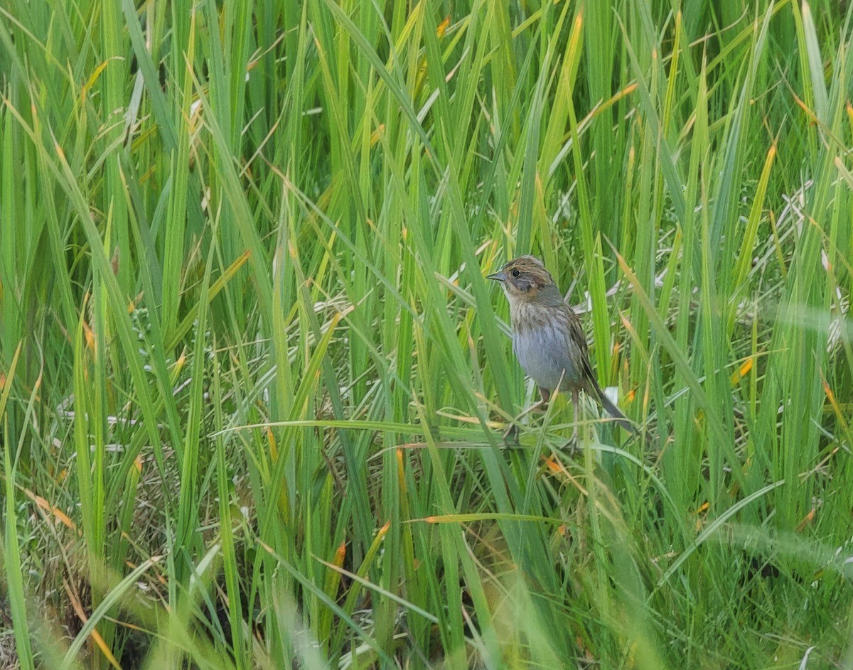 Nelson's Sparrow - ML620570621