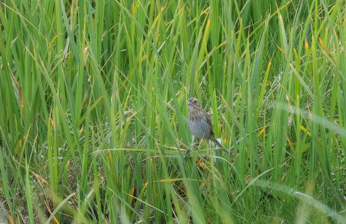 Nelson's Sparrow - ML620570622