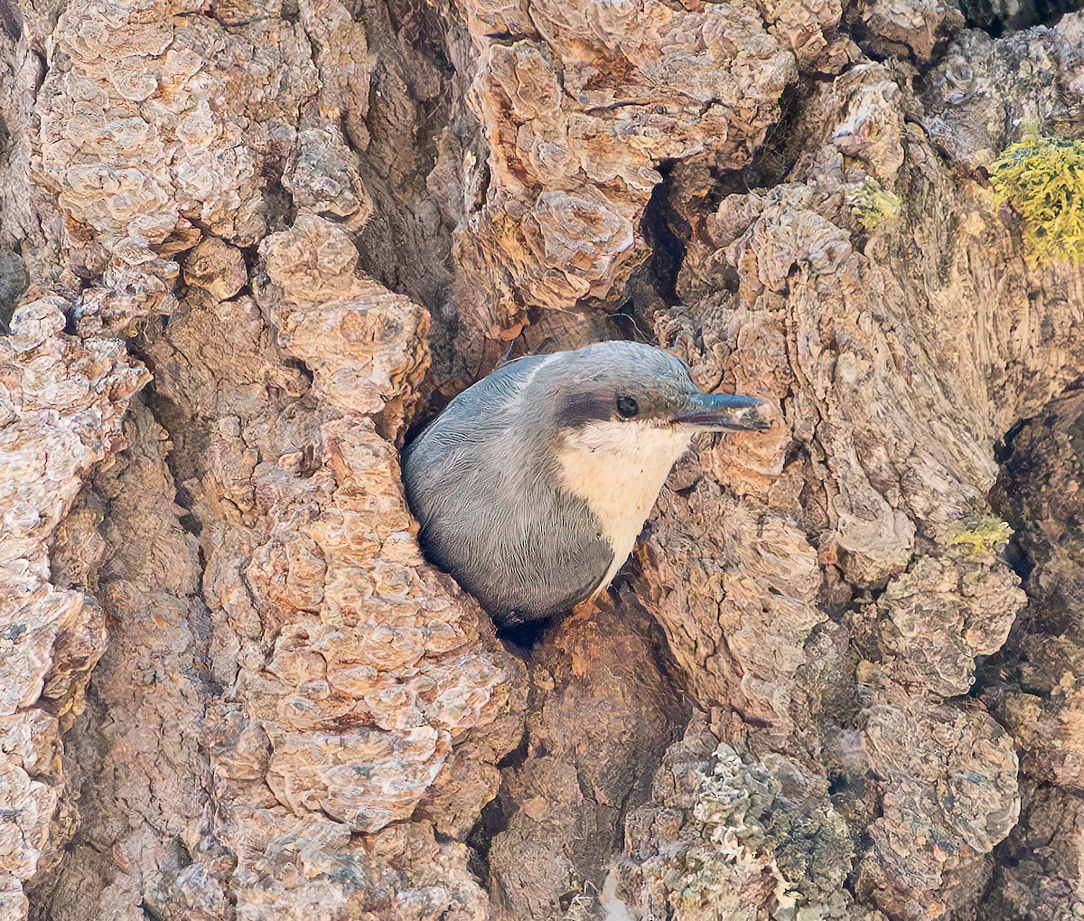 Pygmy Nuthatch - ML620570632