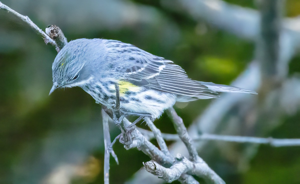 Пісняр-лісовик жовтогузий (підвид coronata) - ML620570635