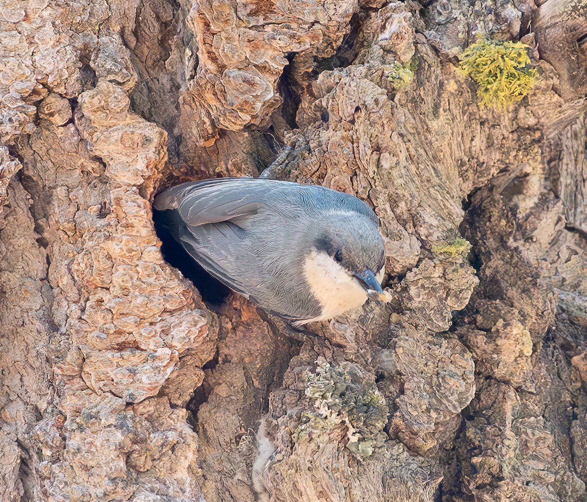 Pygmy Nuthatch - ML620570645