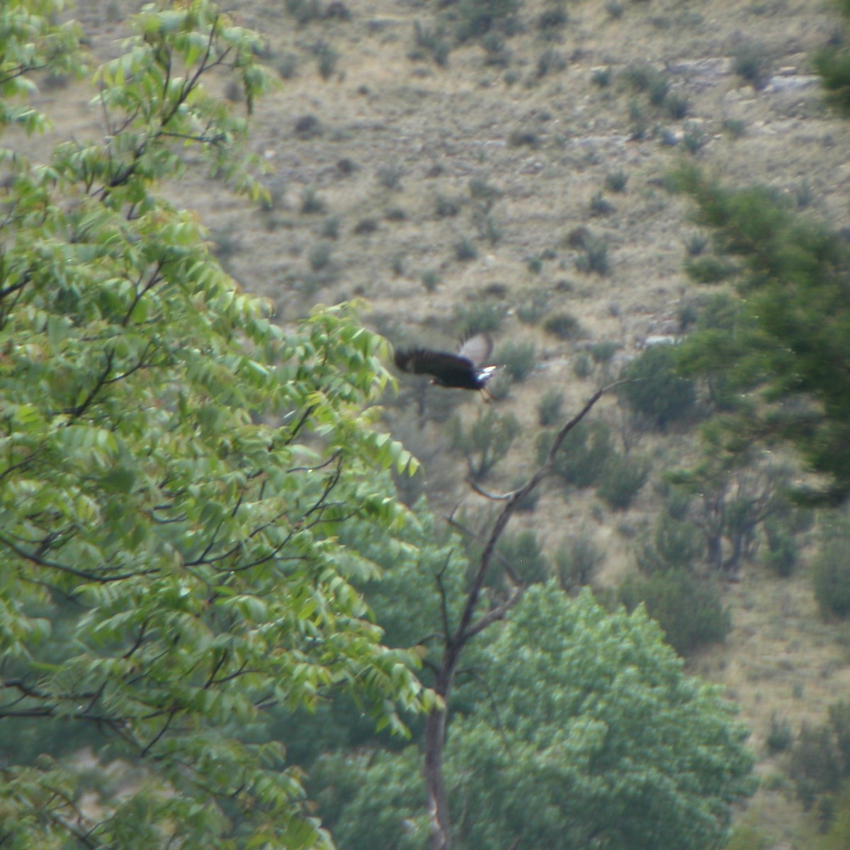 Common Black Hawk - ML620570651