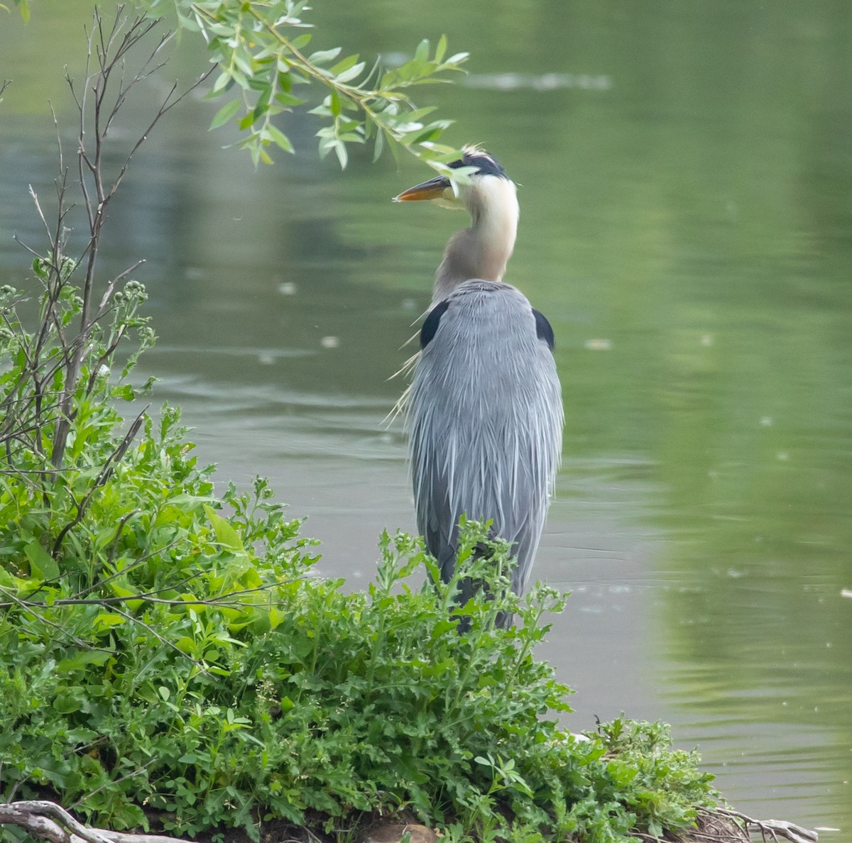 Great Blue Heron - Hin Ki  & Queenie  Pong