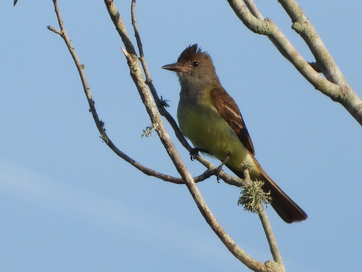 Great Crested Flycatcher - ML620570687