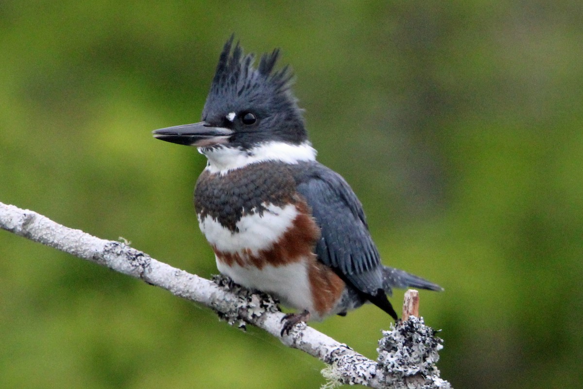 Belted Kingfisher - ML620570697