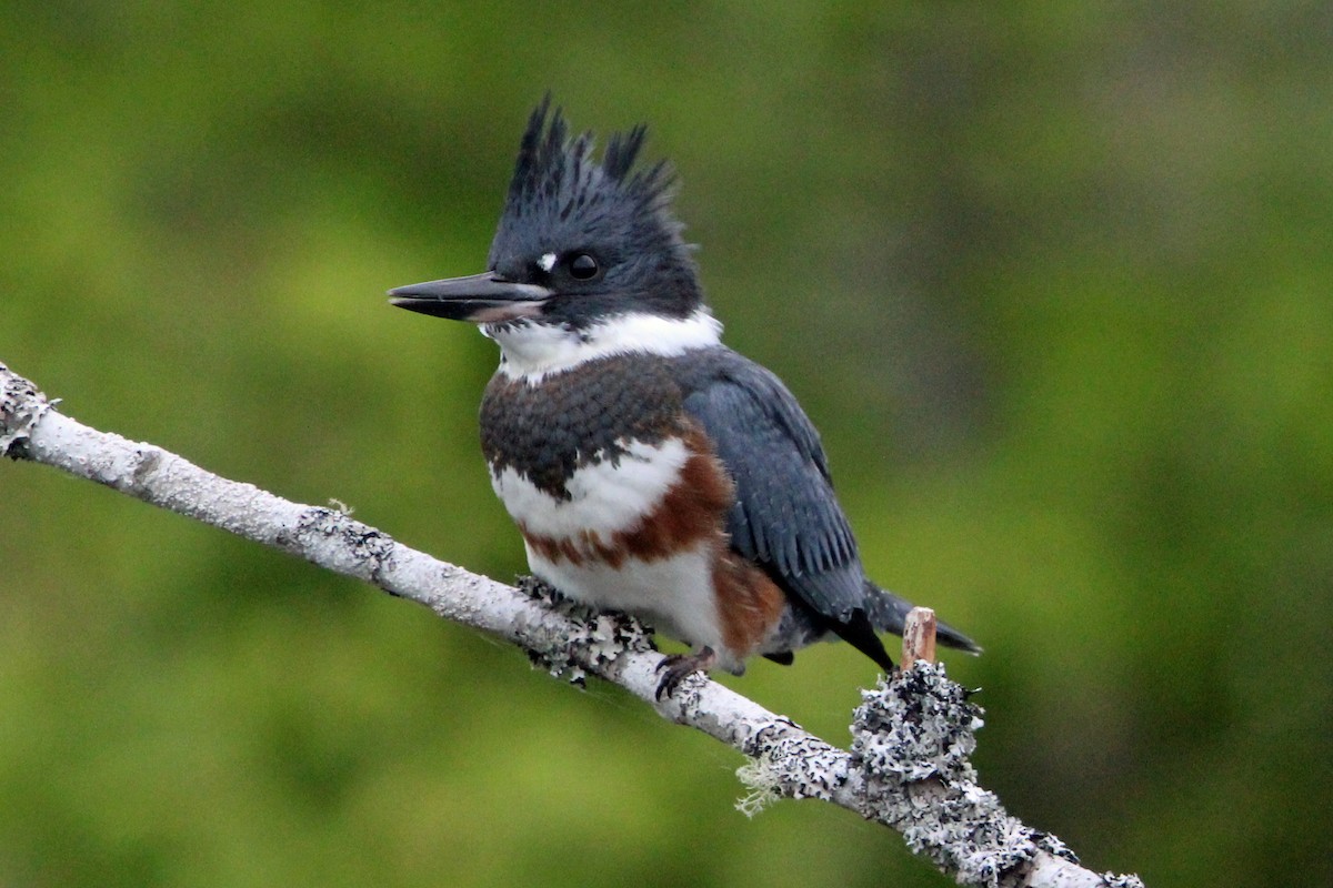 Belted Kingfisher - ML620570698