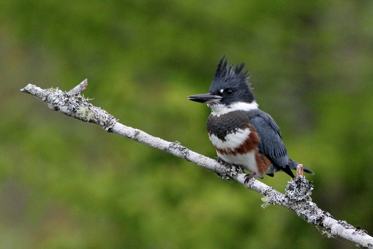 Belted Kingfisher - ML620570699