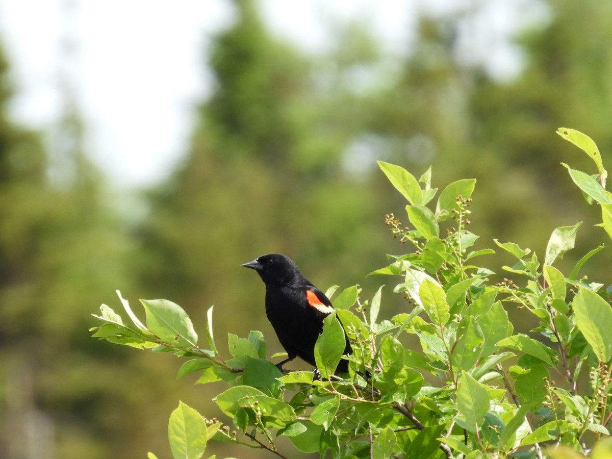 Red-winged Blackbird - ML620570702