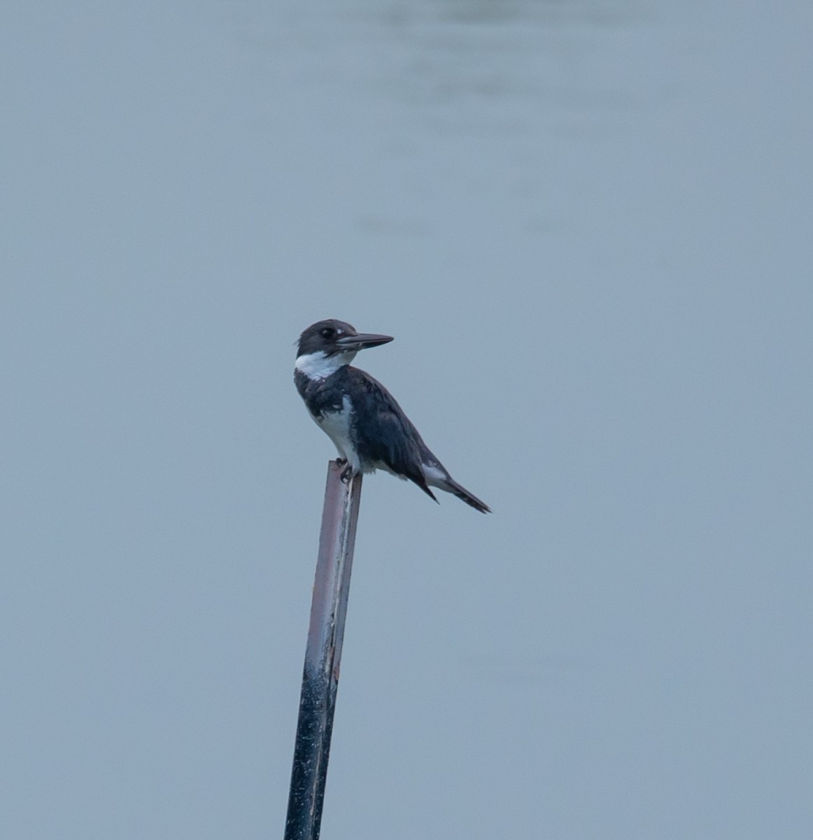 Belted Kingfisher - ML620570703