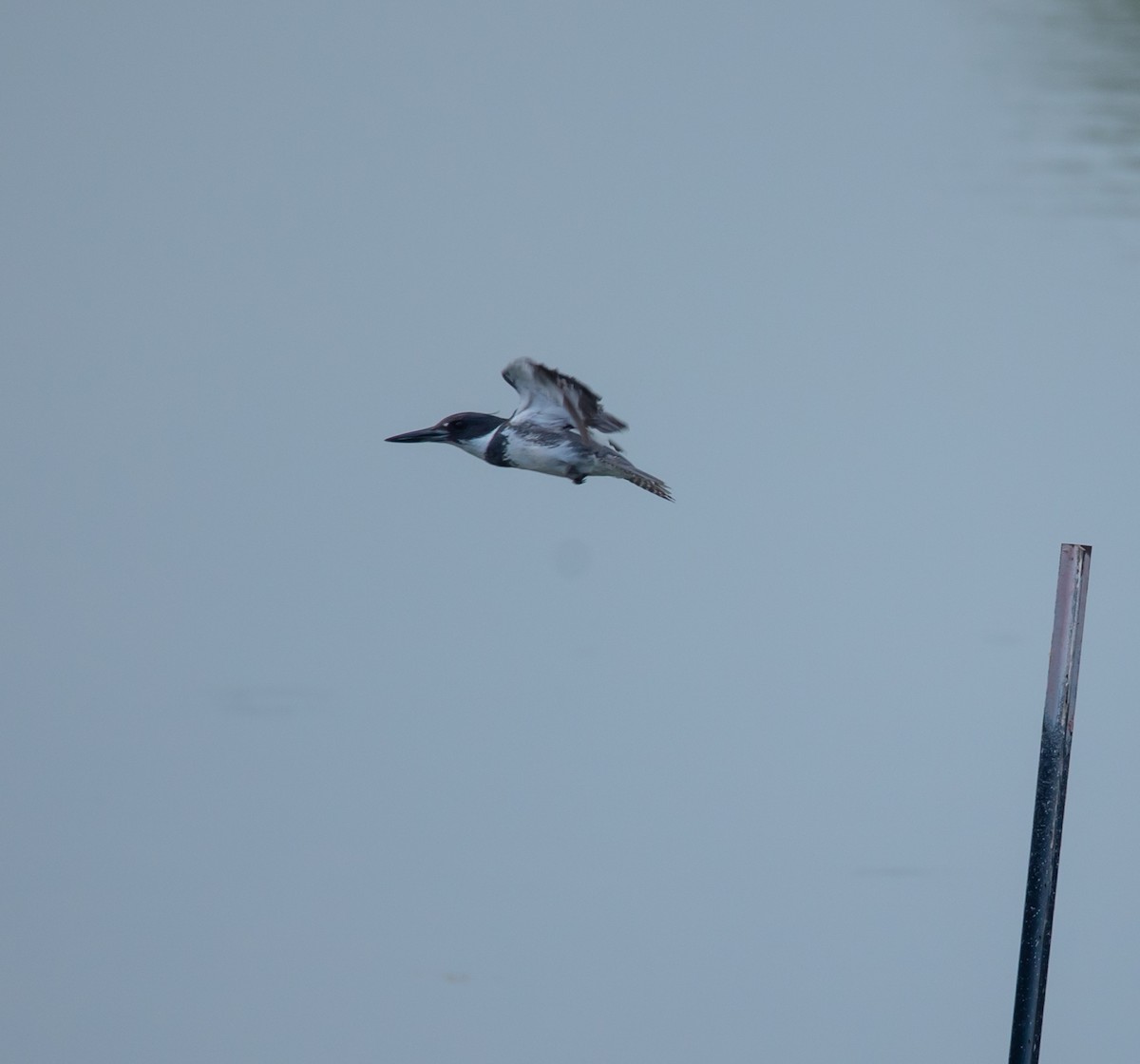 Belted Kingfisher - ML620570704