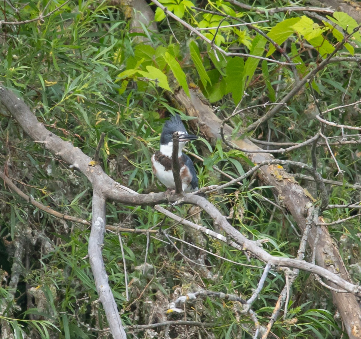 Belted Kingfisher - ML620570705