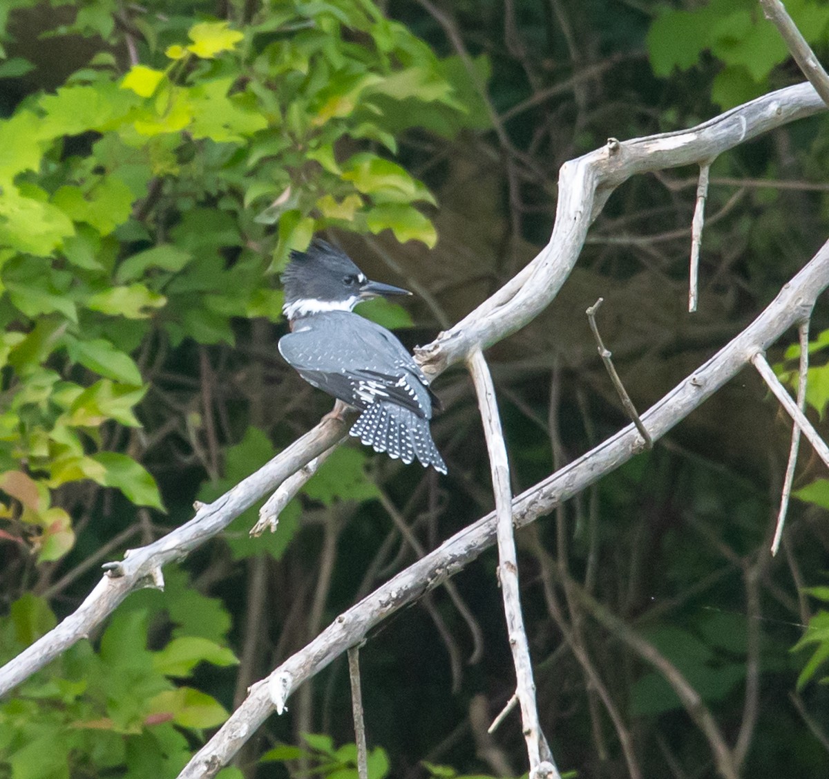 Belted Kingfisher - ML620570706