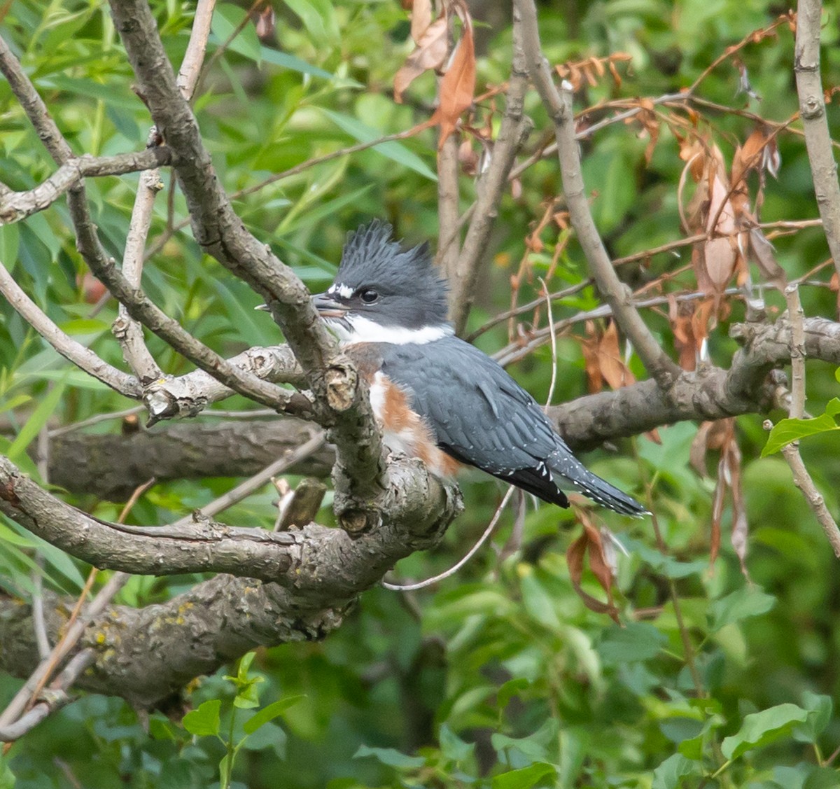 Belted Kingfisher - ML620570707