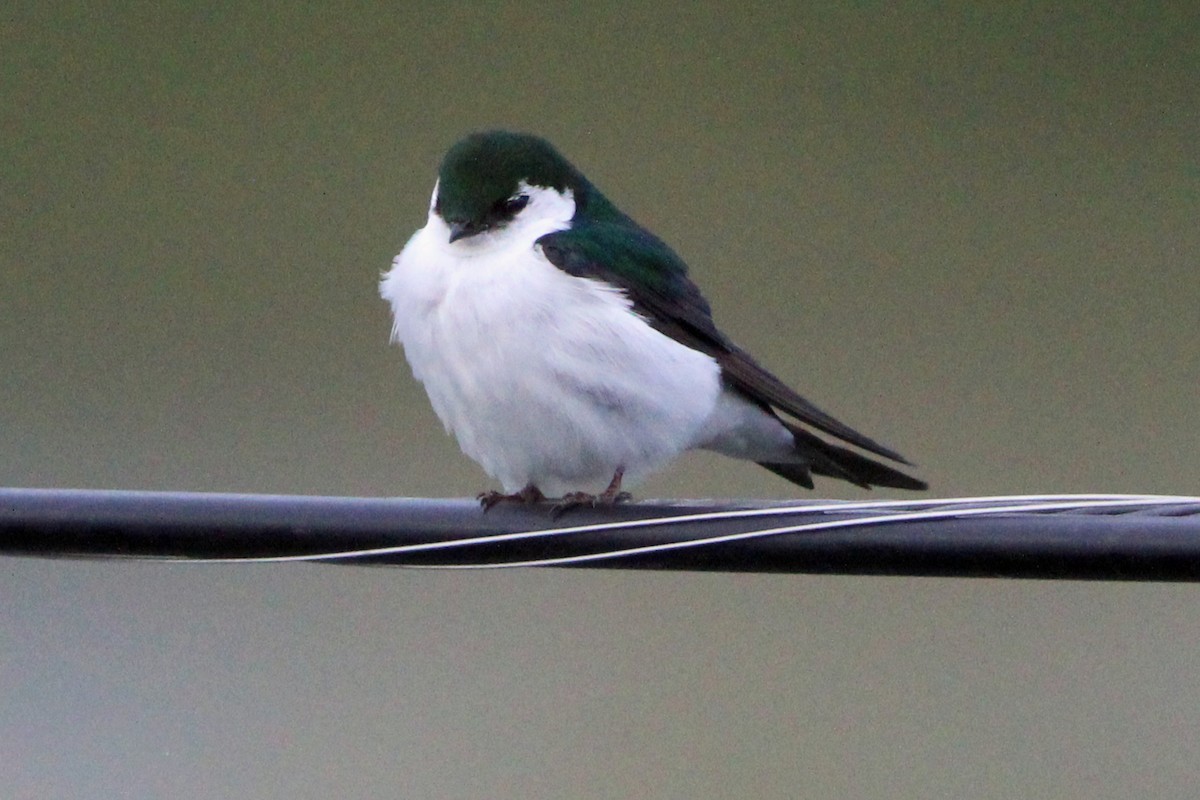 Violet-green Swallow - ML620570709