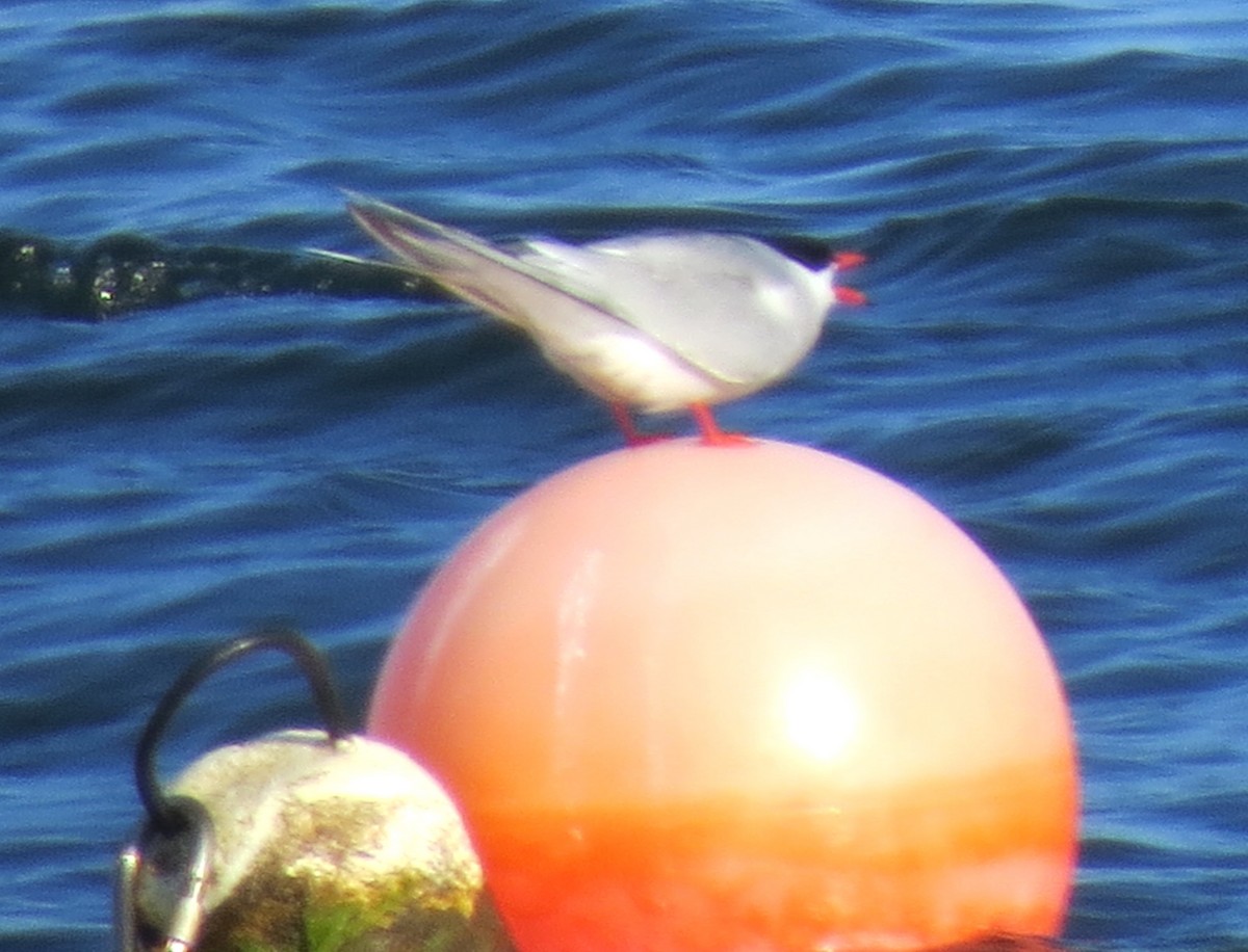 Common Tern - ML620570712