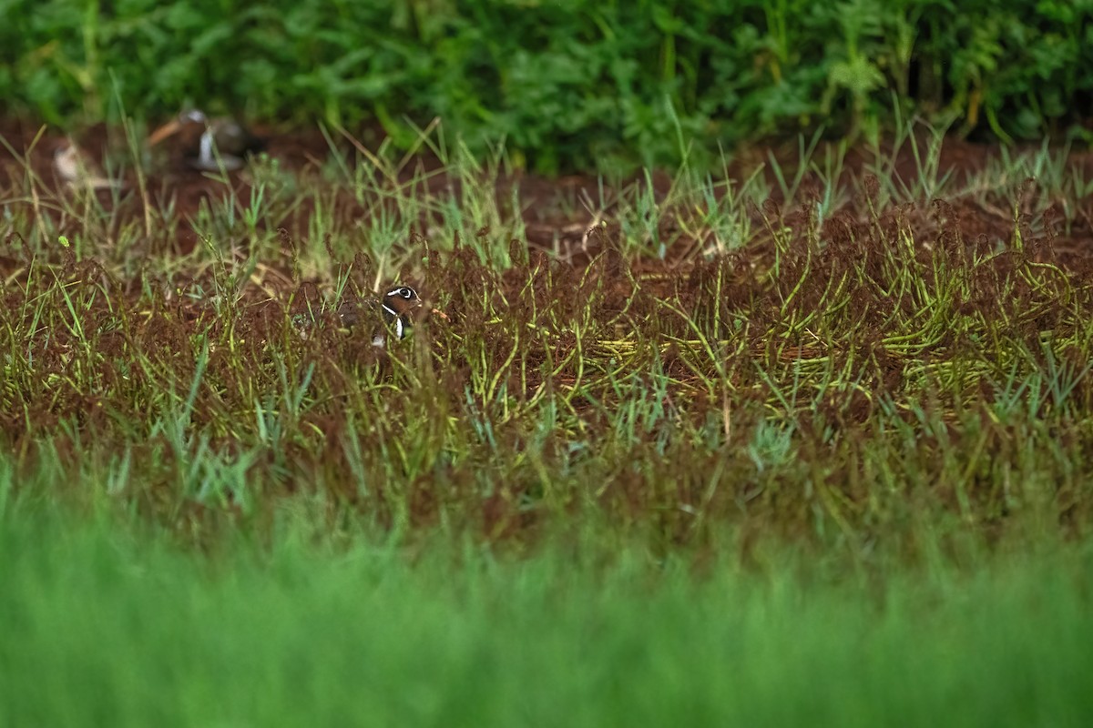 Greater Painted-Snipe - ML620570717