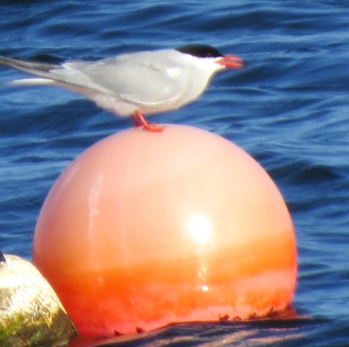 Common Tern - ML620570719