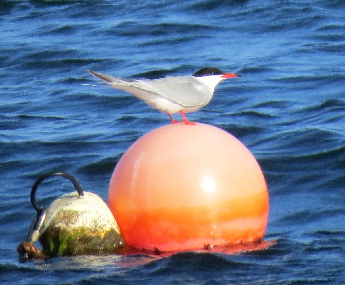 Common Tern - ML620570721