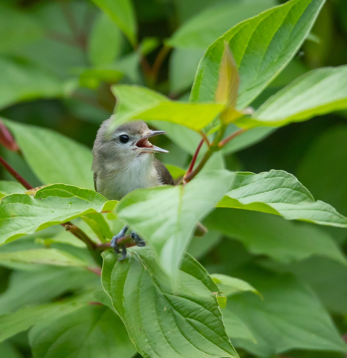 Sängervireo - ML620570725