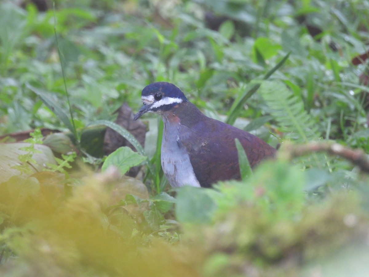 Purple Quail-Dove - ML620570727