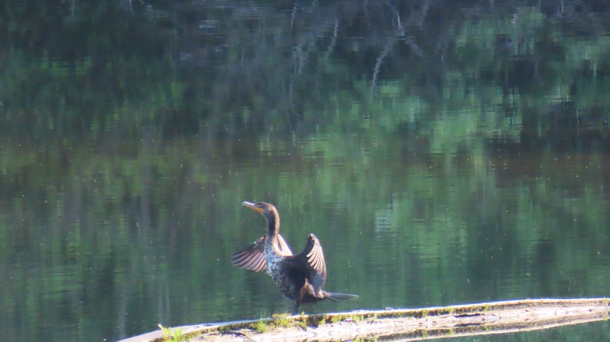 Double-crested Cormorant - ML620570728