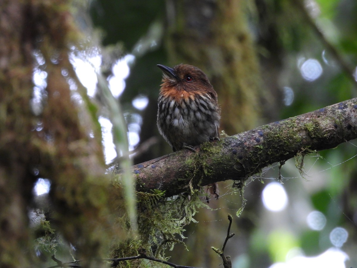 White-whiskered Puffbird - ML620570732