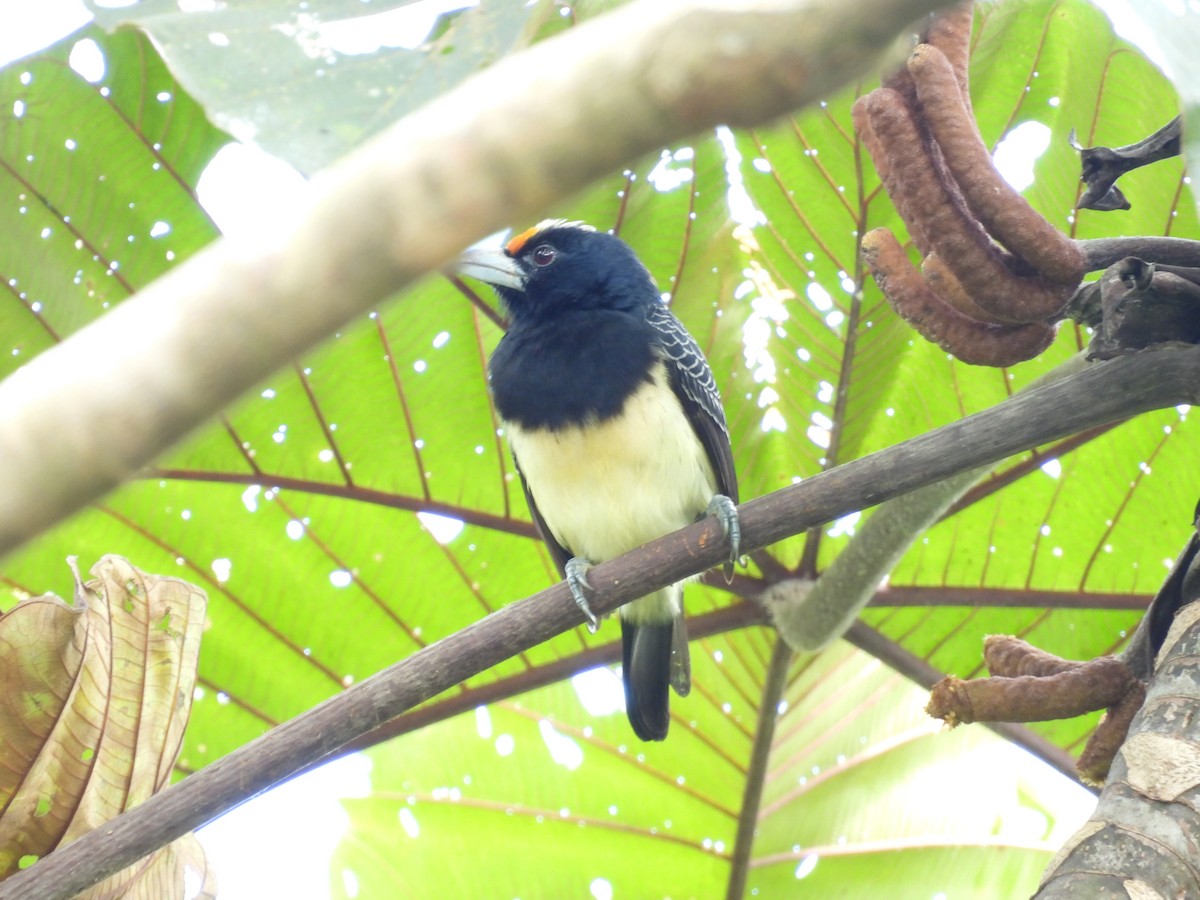 Orange-fronted Barbet - ML620570734