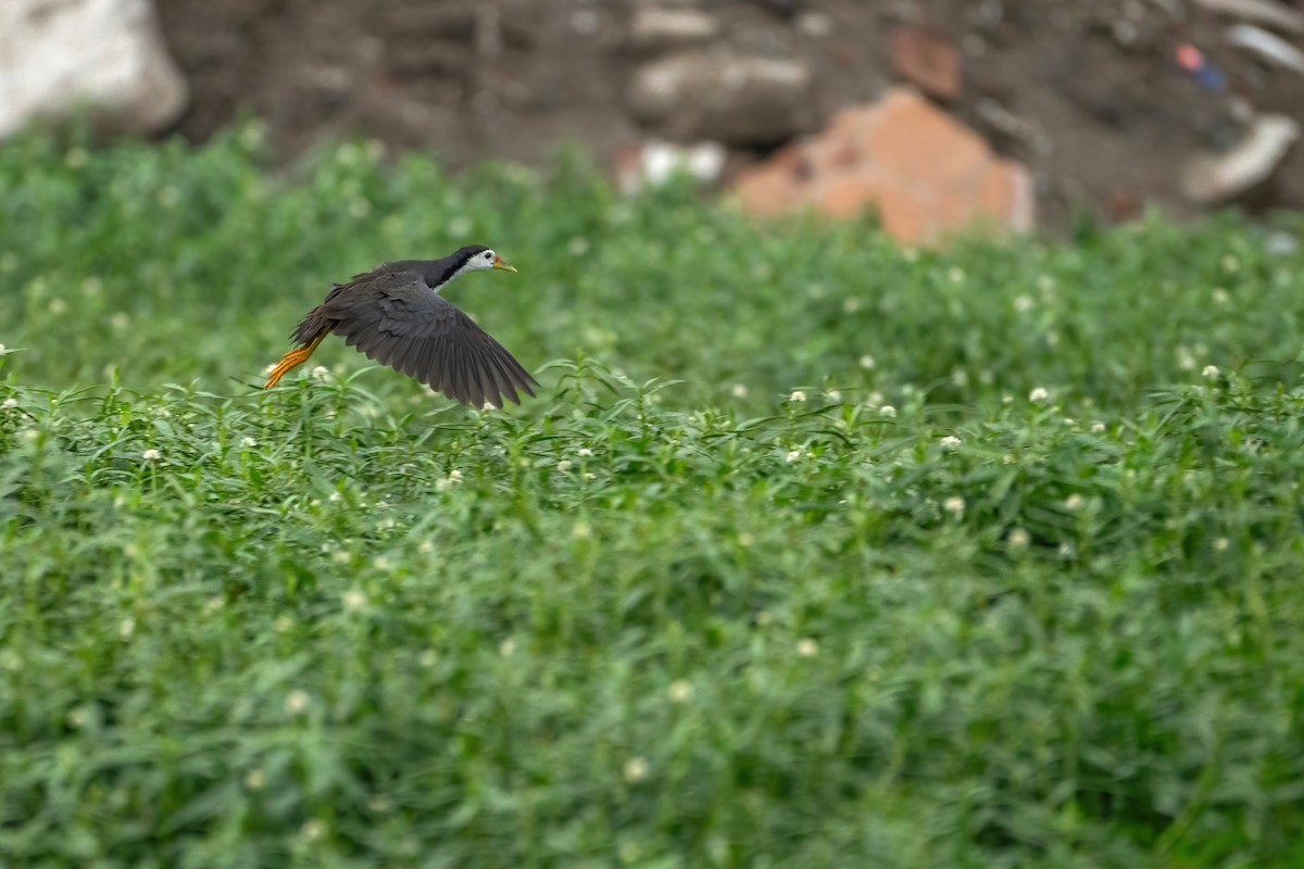 White-breasted Waterhen - ML620570740