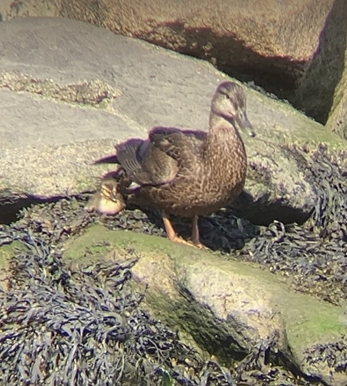 American Black Duck - ML620570742