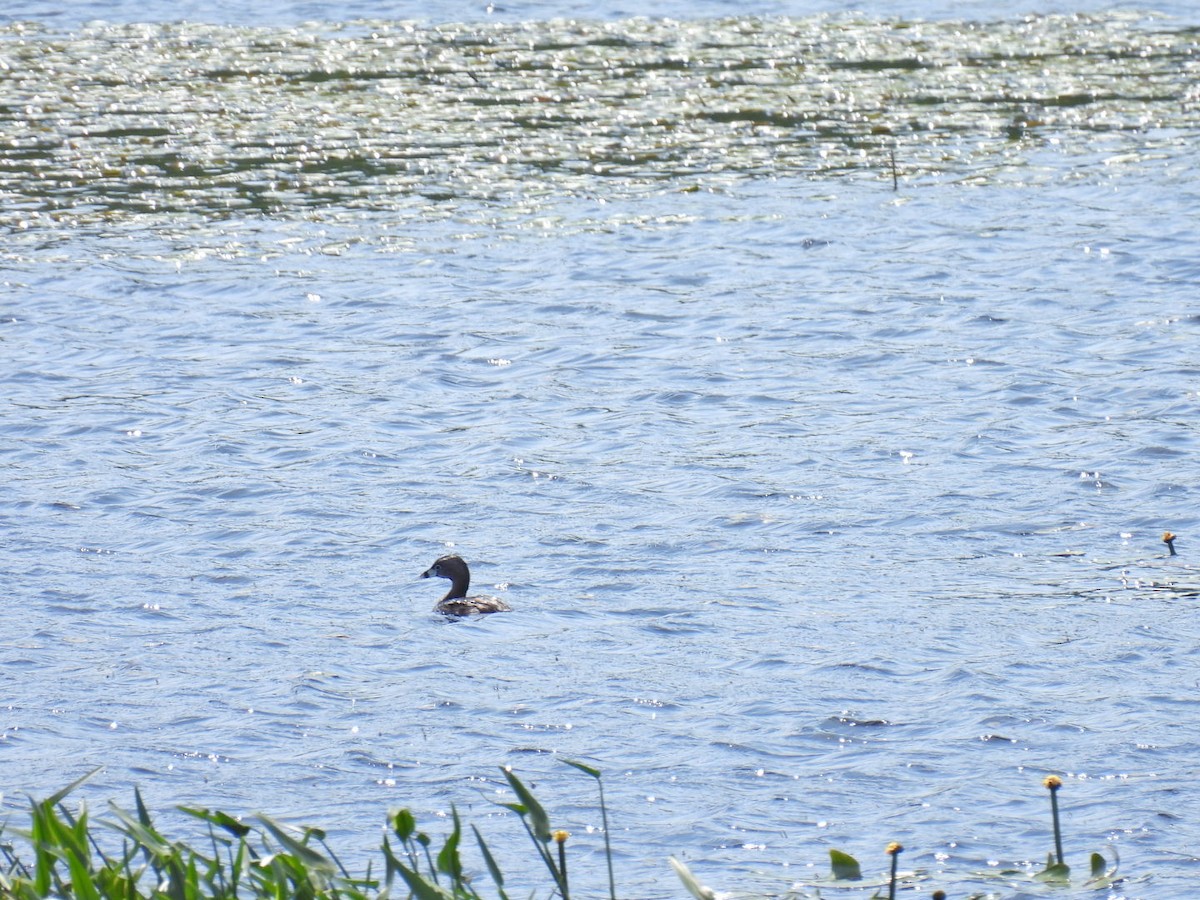 Pied-billed Grebe - ML620570743