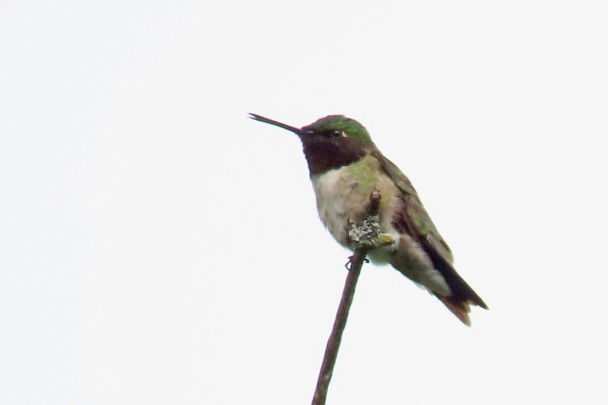 Ruby-throated Hummingbird - ML620570744