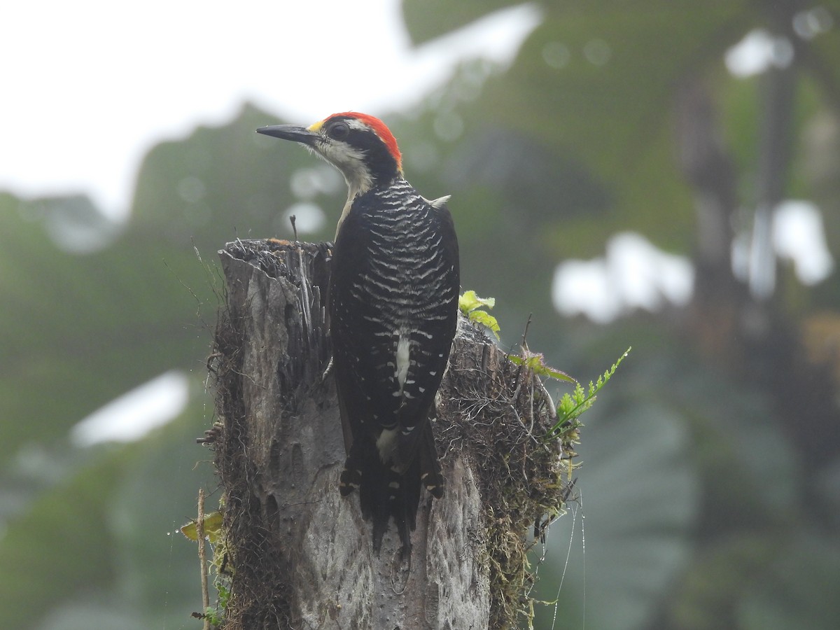 Black-cheeked Woodpecker - ML620570746