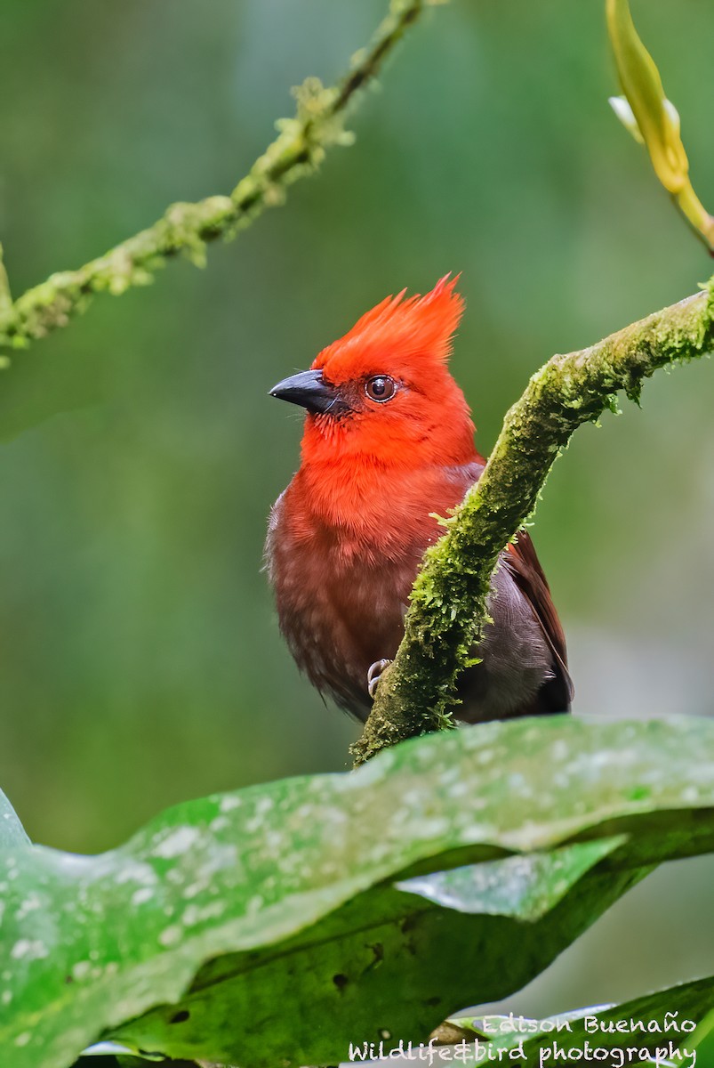 Crested Ant-Tanager - ML620570748