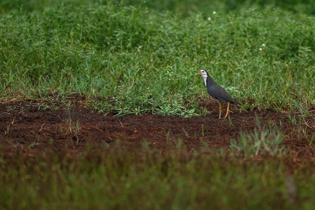 White-breasted Waterhen - ML620570755