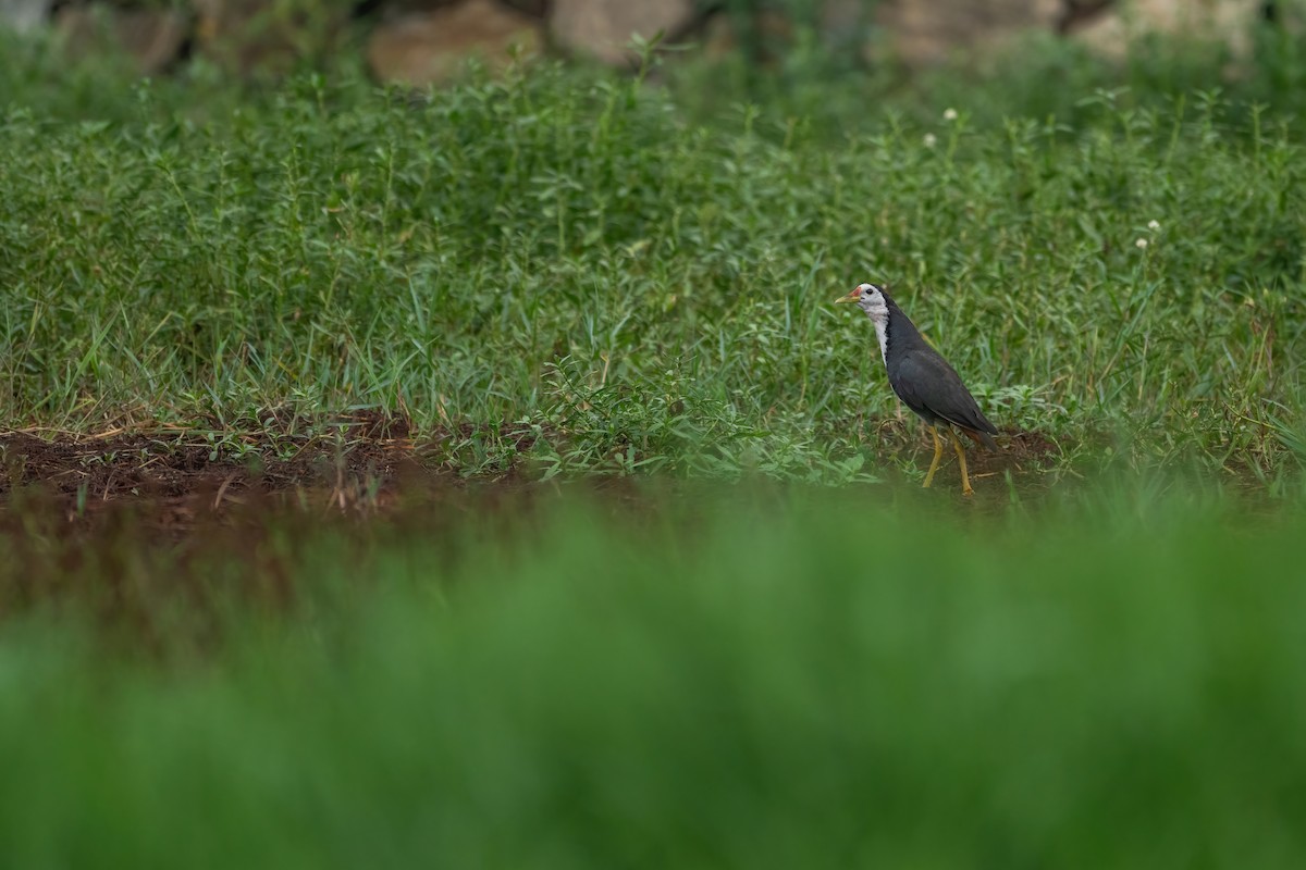 White-breasted Waterhen - ML620570762