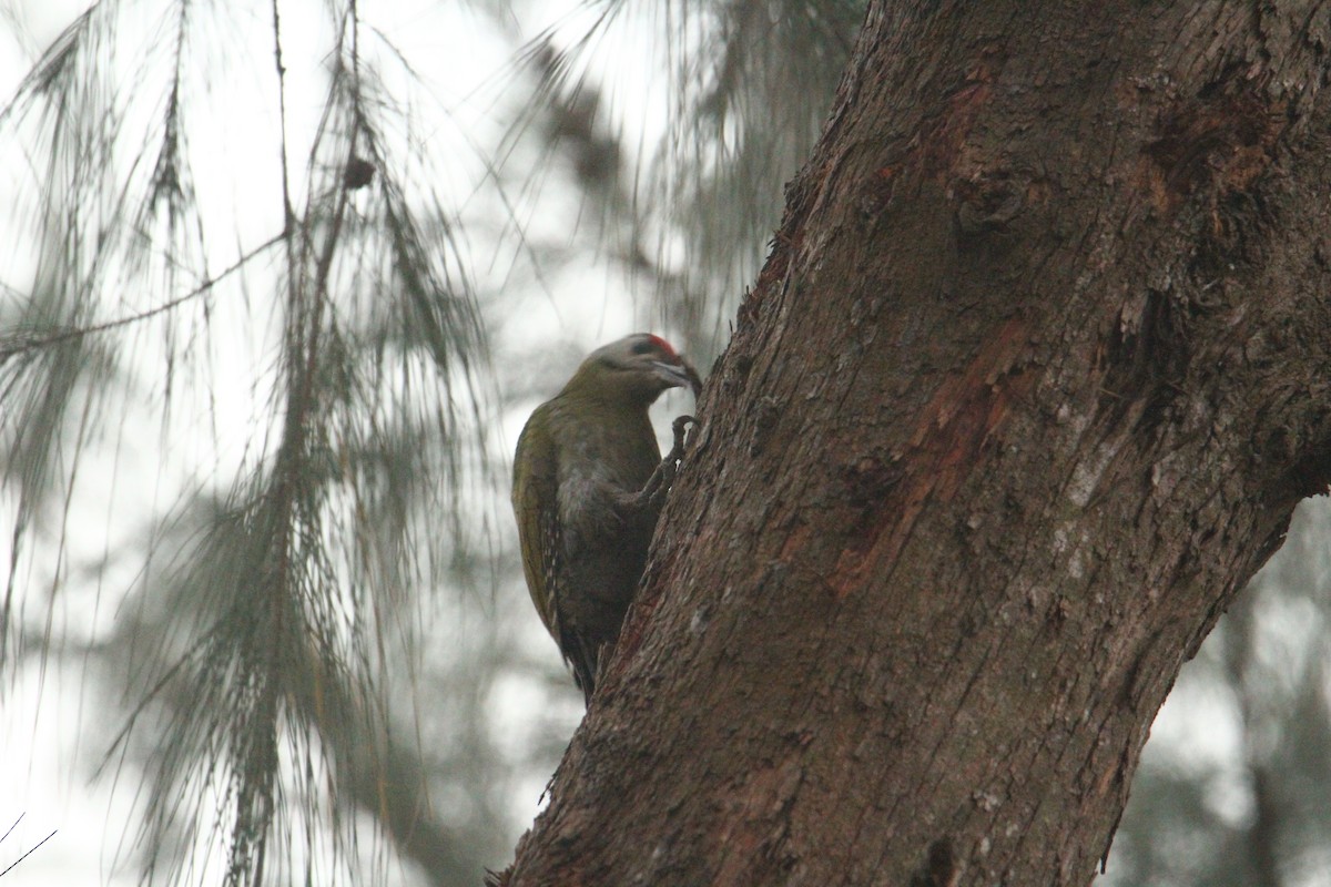 Gray-headed Woodpecker - ML620570777