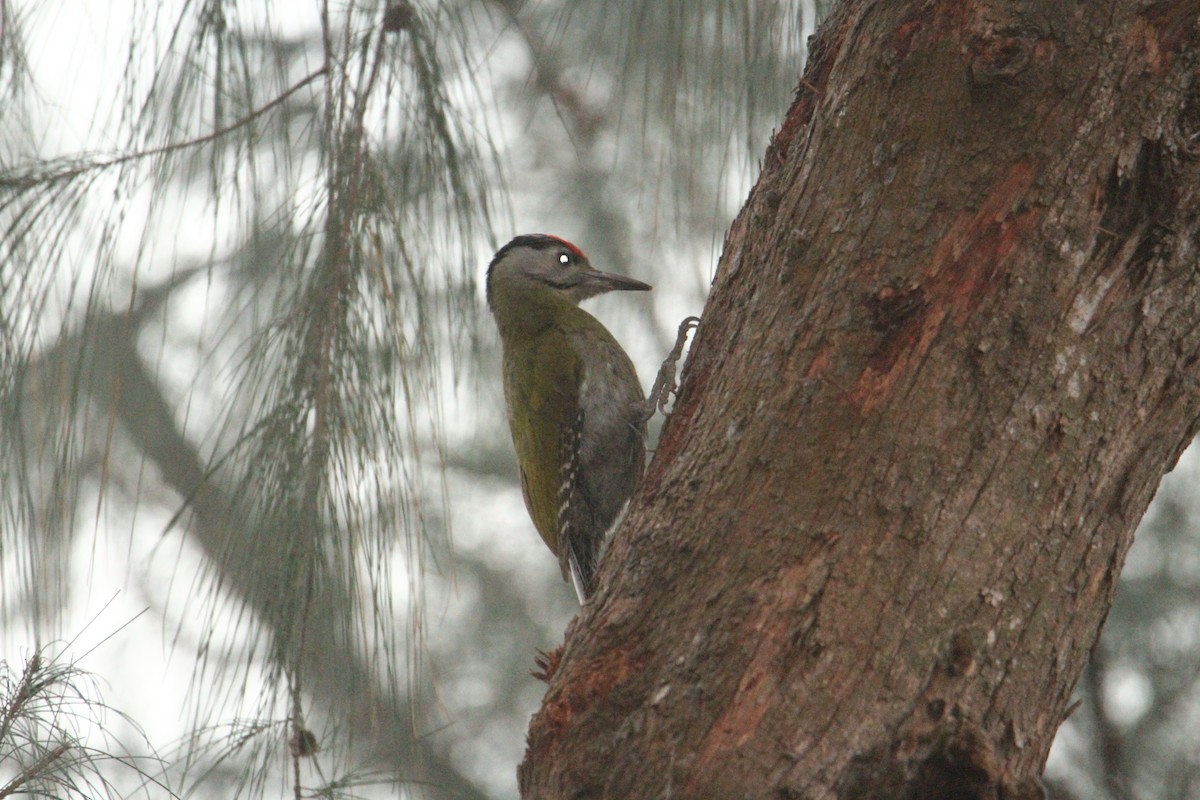Gray-headed Woodpecker - ML620570779