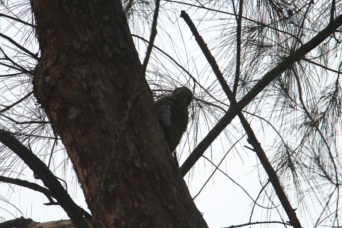 Gray-headed Woodpecker - ML620570781