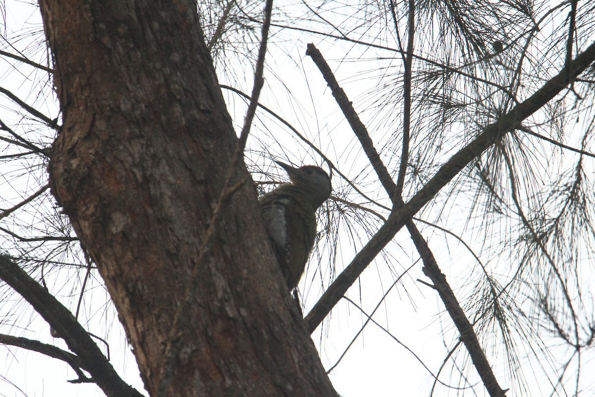 Gray-headed Woodpecker - ML620570782