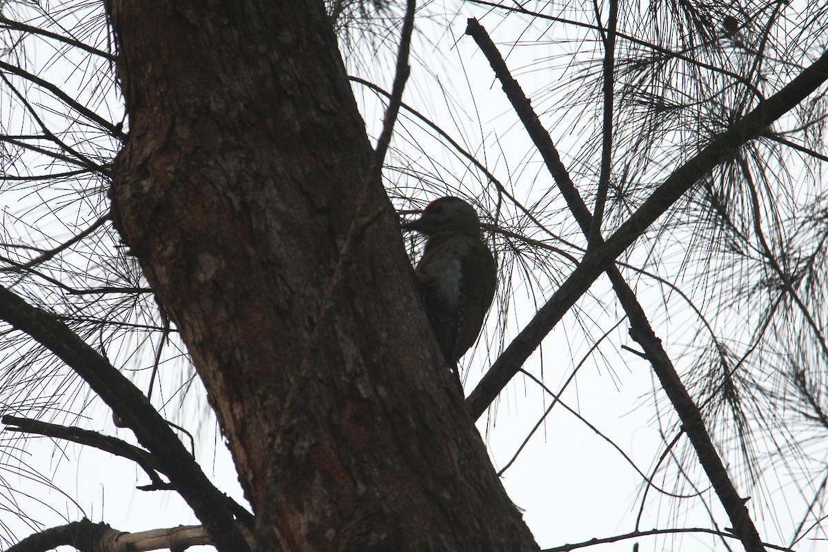 Gray-headed Woodpecker - ML620570783