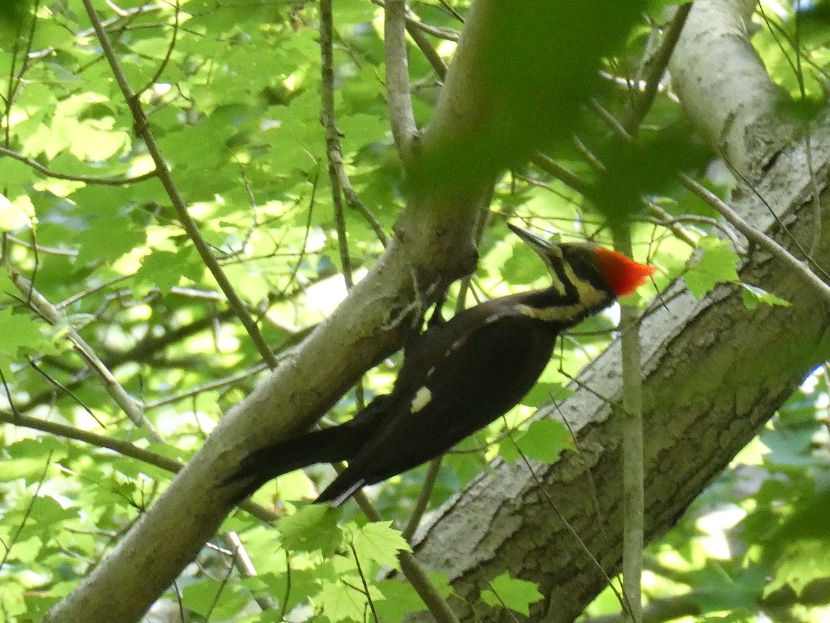 Pileated Woodpecker - ML620570785