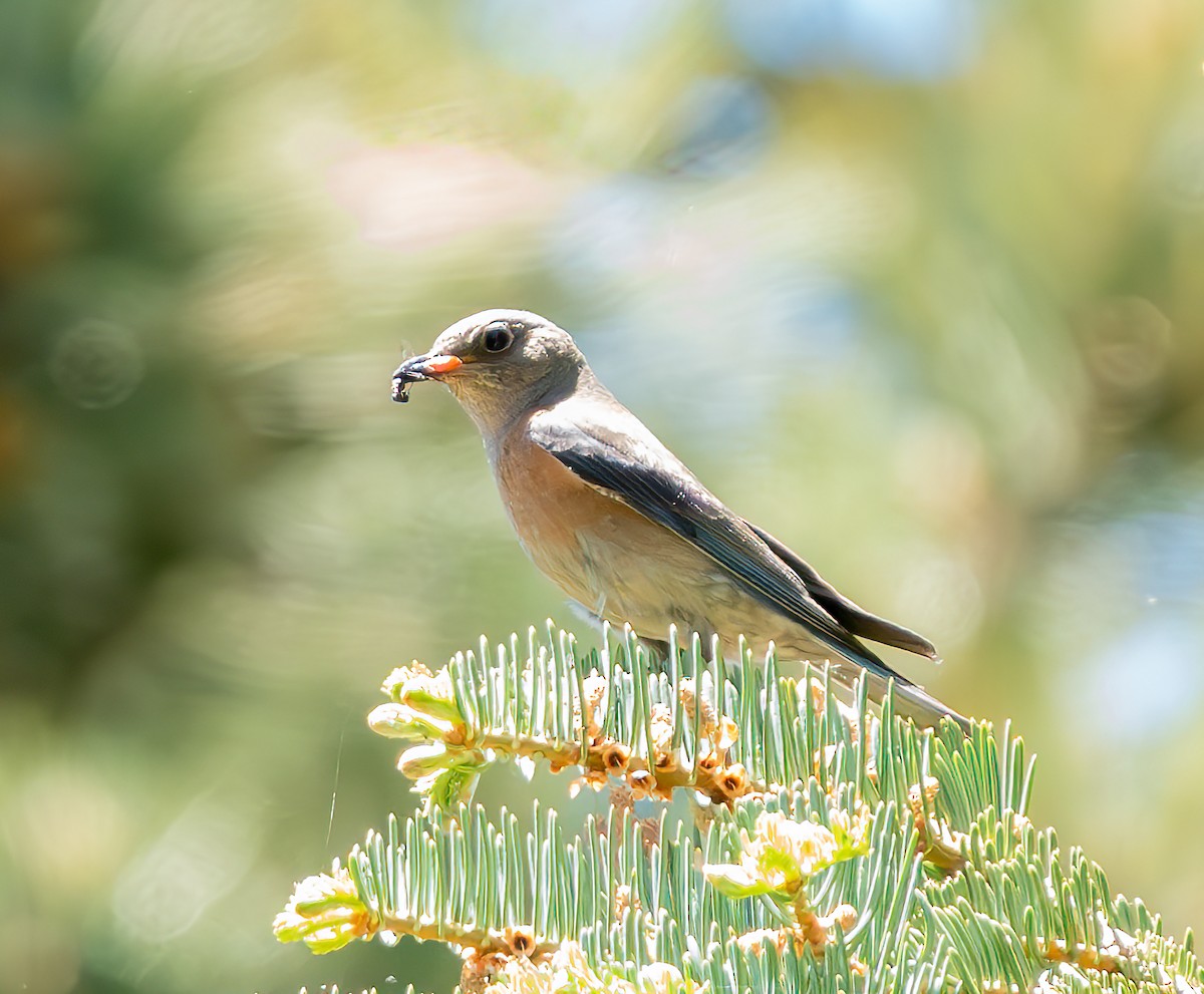 Western Bluebird - ML620570791