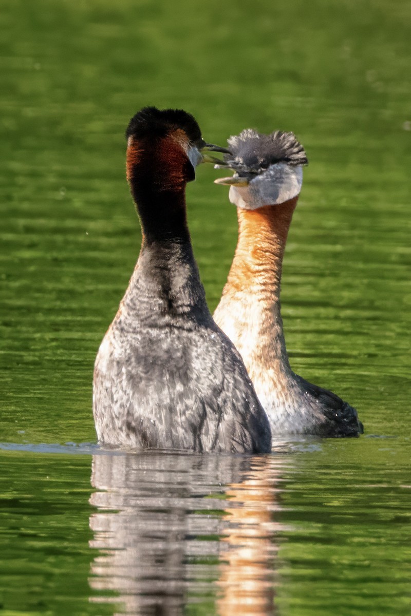 Red-necked Grebe - ML620570794