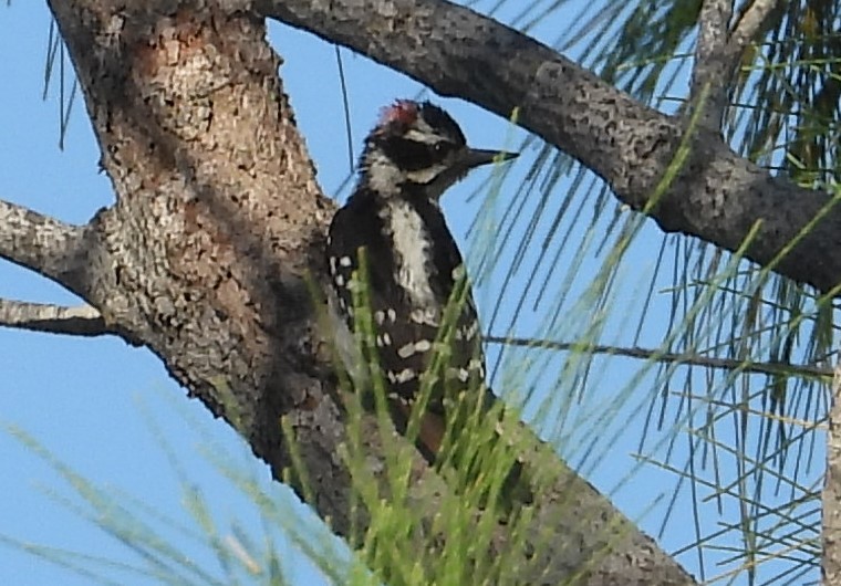 Yumuşak Tüylü Ağaçkakan (pubescens/medianus) - ML620570804