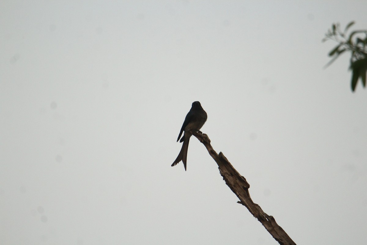 Drongo à ventre blanc - ML620570809