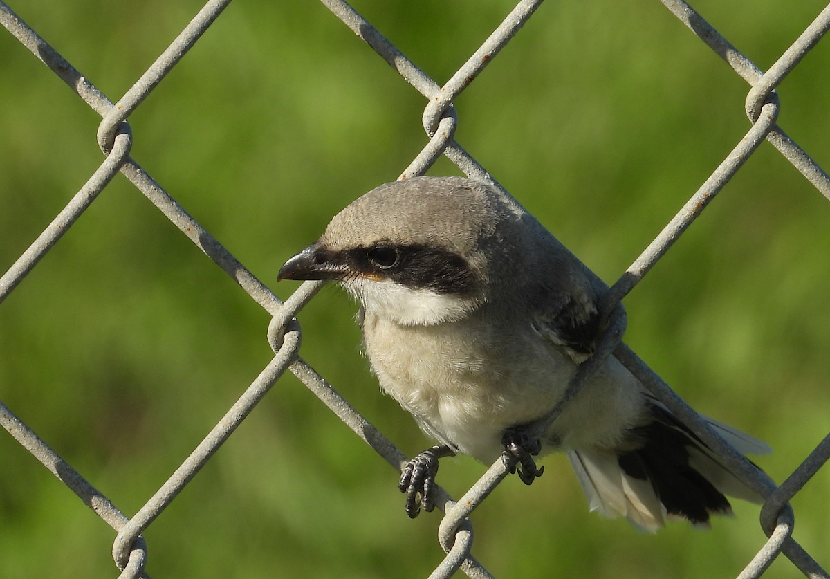 Pie-grièche migratrice - ML620570812