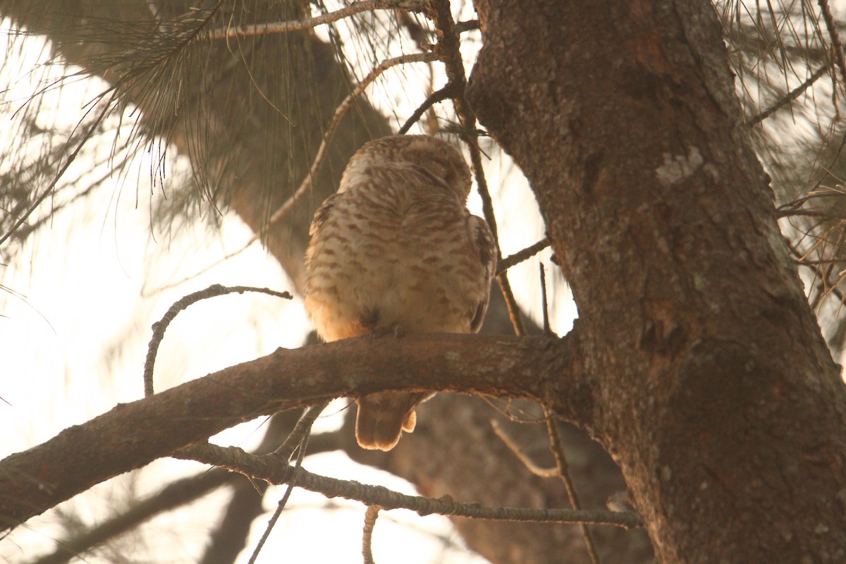 Spotted Owlet - ML620570820